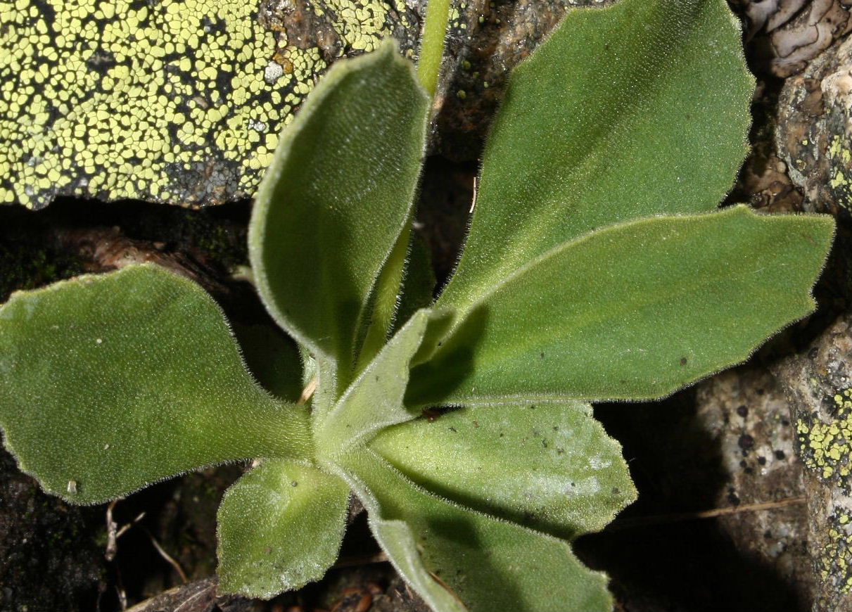 Col della Lombarda (CN): Primula latifolia subsp. graveolens